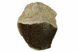 Polished Dinosaur Bone (Gembone) Section - Utah #151432-1